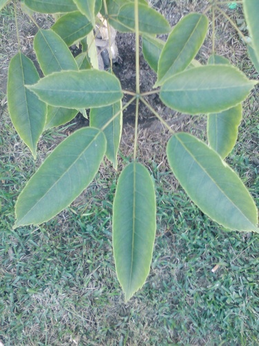 Tabebuia heterophylla