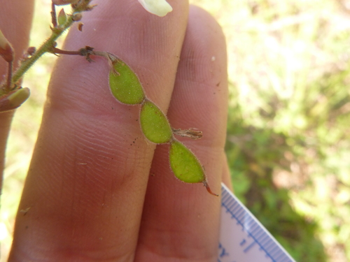 Image of Desmodium nuttallii by no rights reserved