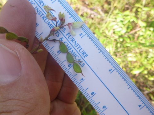Image of Desmodium nuttallii by no rights reserved