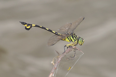 Sinictinogomphus clavatus