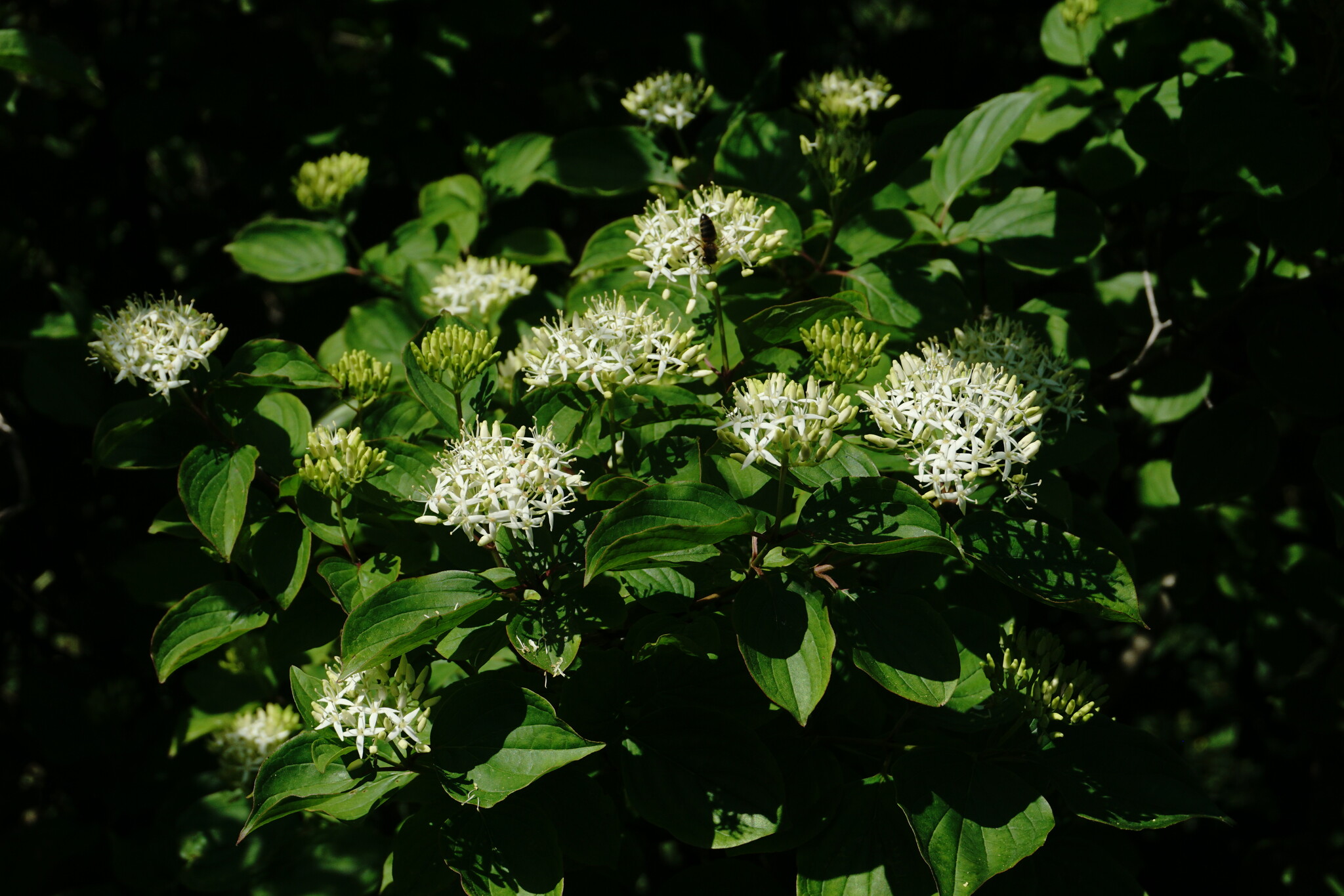 Cornus Sanguinea Subsp. Australis (C.A.Mey.) Jáv.