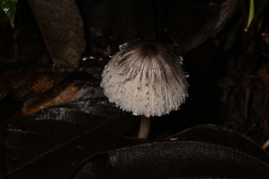 Leucoagaricus bivelatus · March 2023 · photo: © alan_rockefeller (iNaturalist, cc-by-sa)
