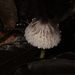 Leucoagaricus bivelatus - Photo (c) Alan Rockefeller, some rights reserved (CC BY), uploaded by Alan Rockefeller