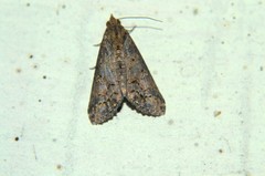 Lophoptera