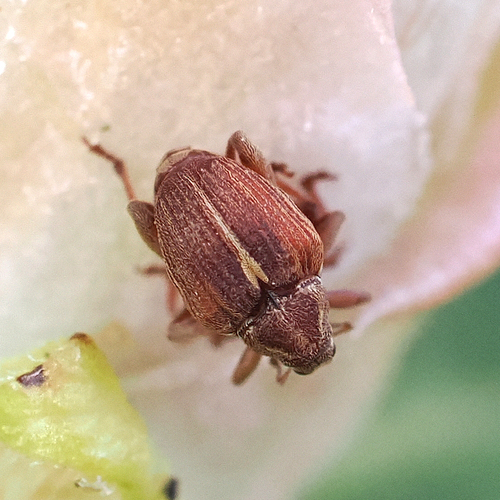 Mecysmoderes