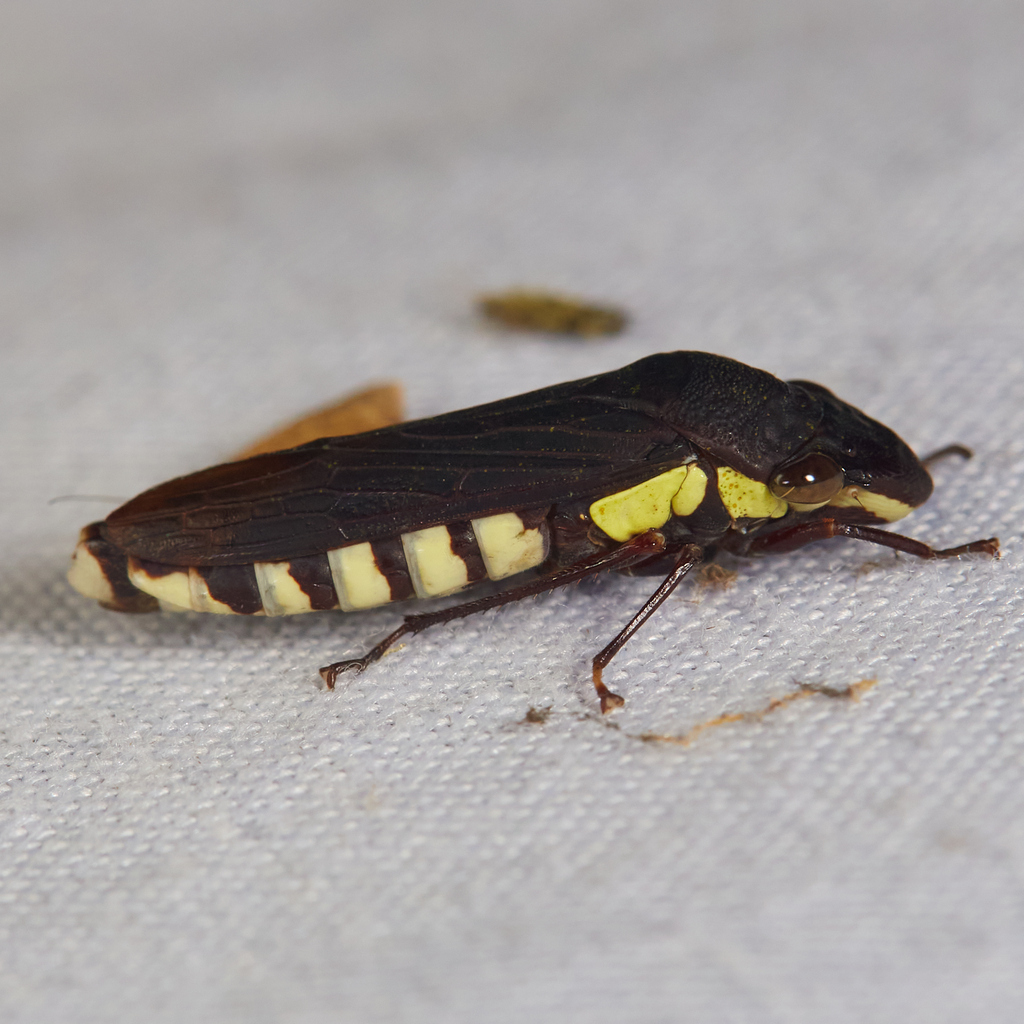Pseudophera contraria