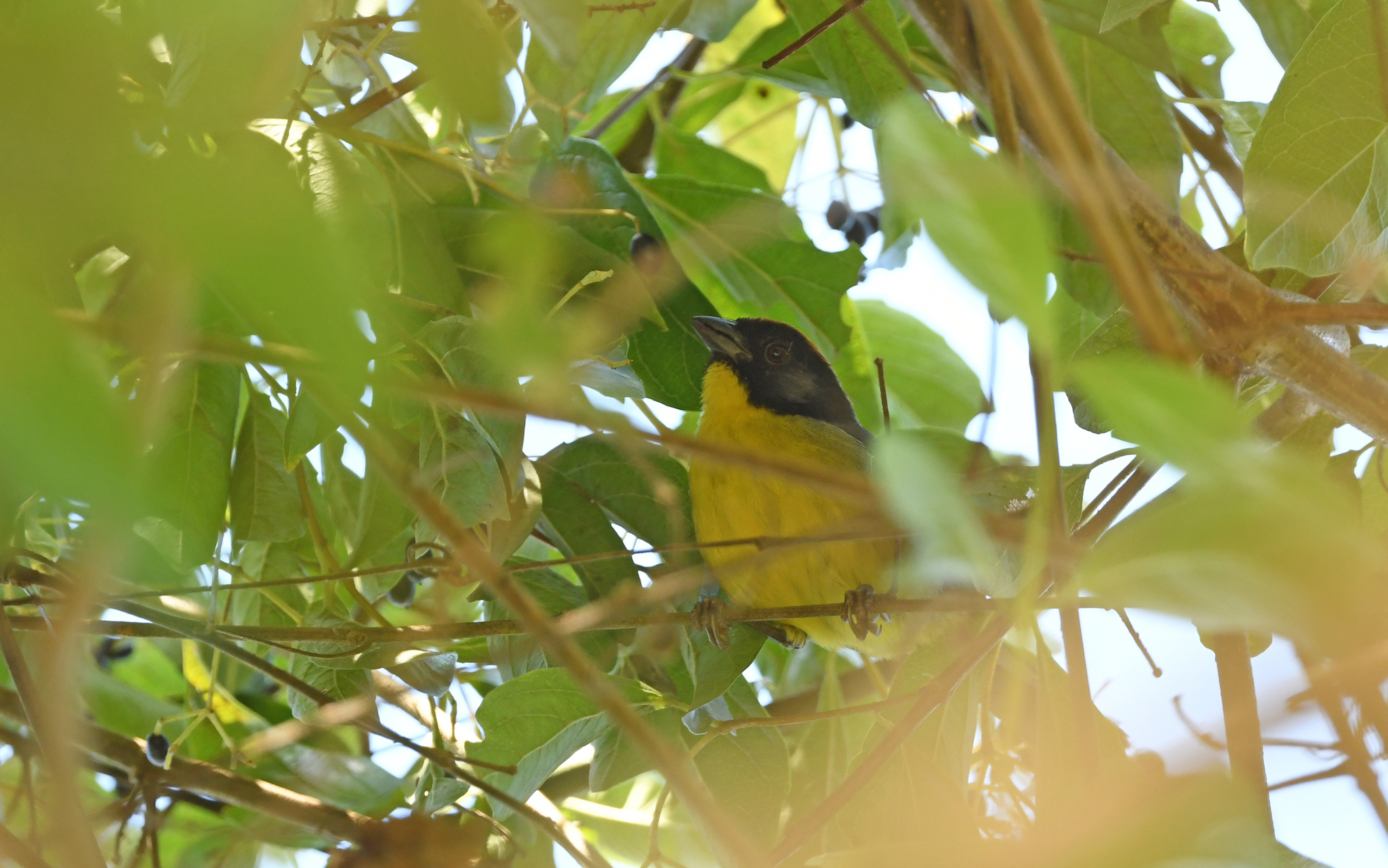 Black-fronted Brushfinch (Atlapetes nigrifrons), photo 3