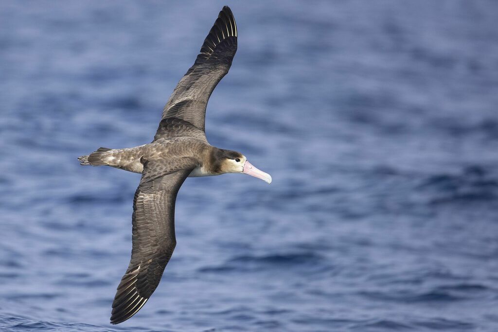 알바트로스 in 4월 2022 by 范姜士豪 · iNaturalist 알바트로스 (Phoebastria albatrus)
