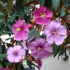 Melastomeae