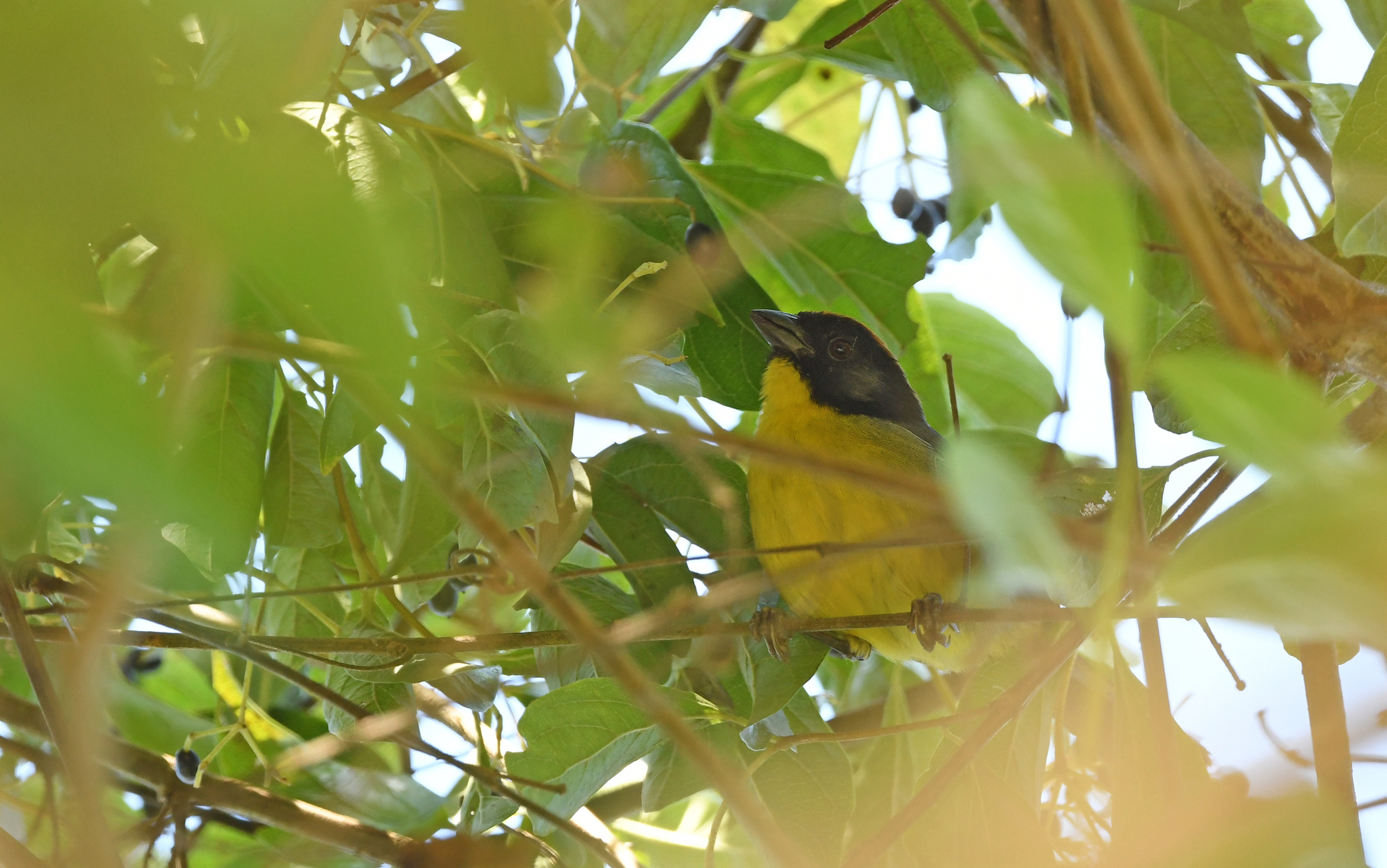 Black-fronted Brushfinch (Atlapetes nigrifrons), photo 4