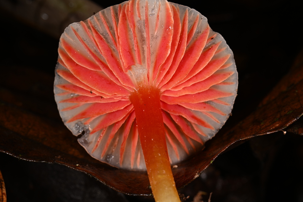 Hygrocybe mirabilis · March 2023 · photo: © alan_rockefeller (iNaturalist, cc-by-sa)