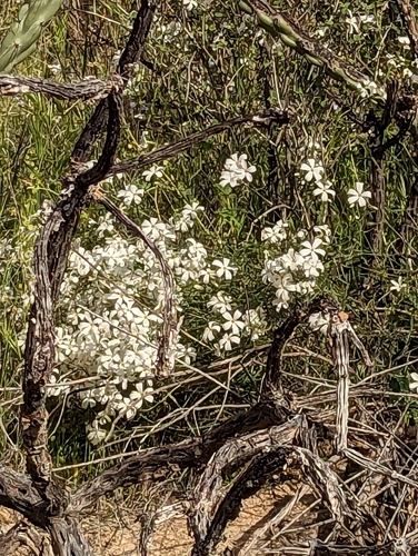 Image of Phlox tenuifolia by (c) Grant Mullen, some rights reserved (CC BY-SA)
