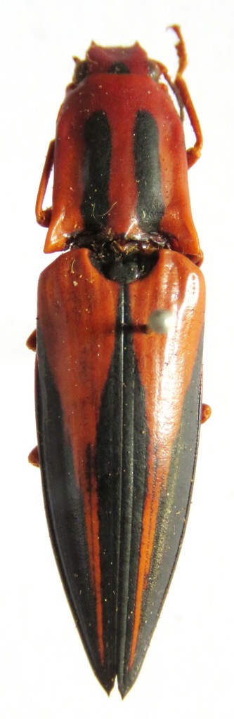 Semiotus angusticollis