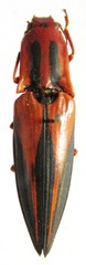 Semiotus angusticollis