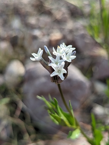 Palmer's bluestar (Amsonia palmeri)