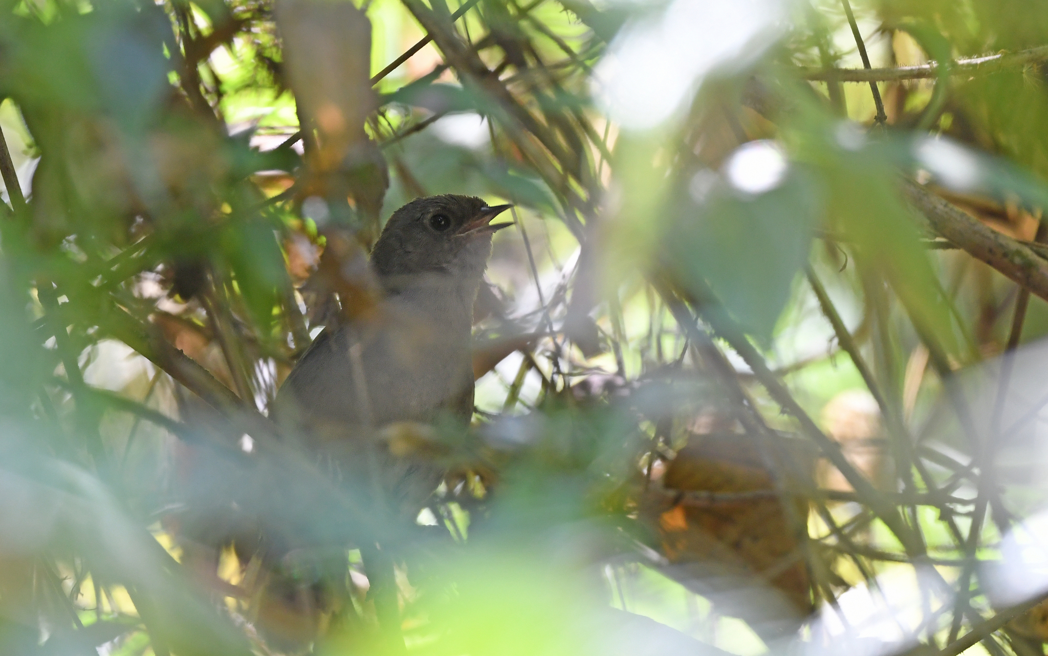 Perija Tapaculo (Scytalopus perijanus), photo 2