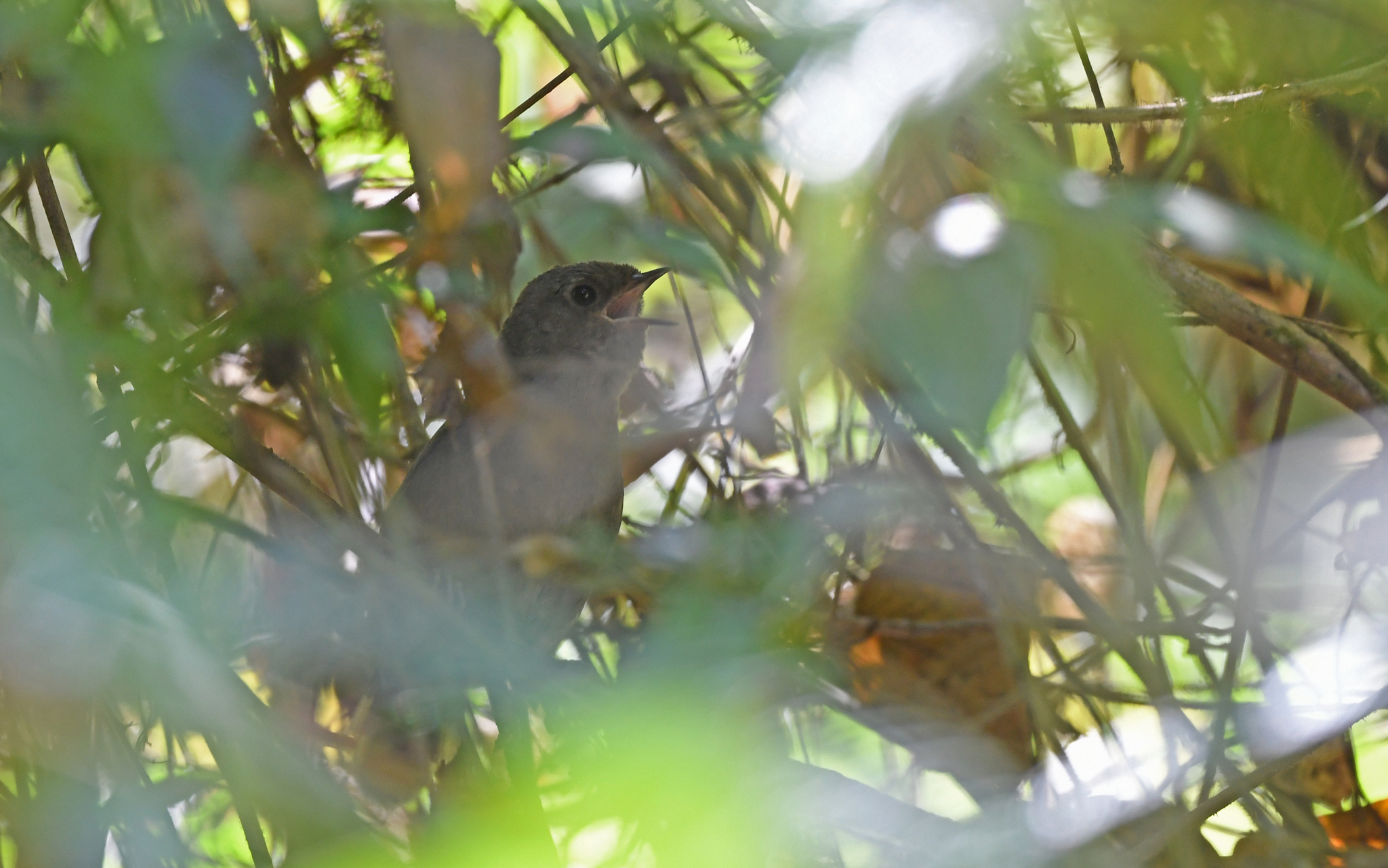 Perija Tapaculo (Scytalopus perijanus), photo 1