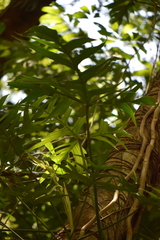 Philodendron pedatum