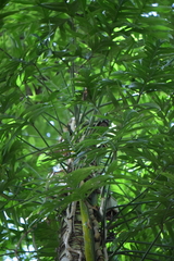 Philodendron pedatum