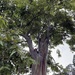 Eucalipto Arcoiris - Photo (c) renger, algunos derechos reservados (CC BY-NC)