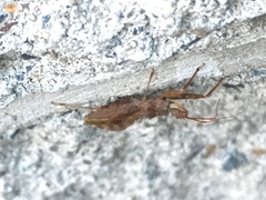 Acholla multispinosa