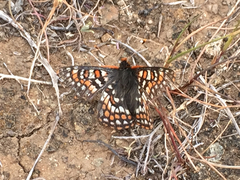 Euphydryas editha bayensis