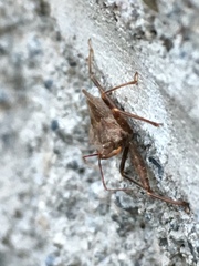 Acholla multispinosa