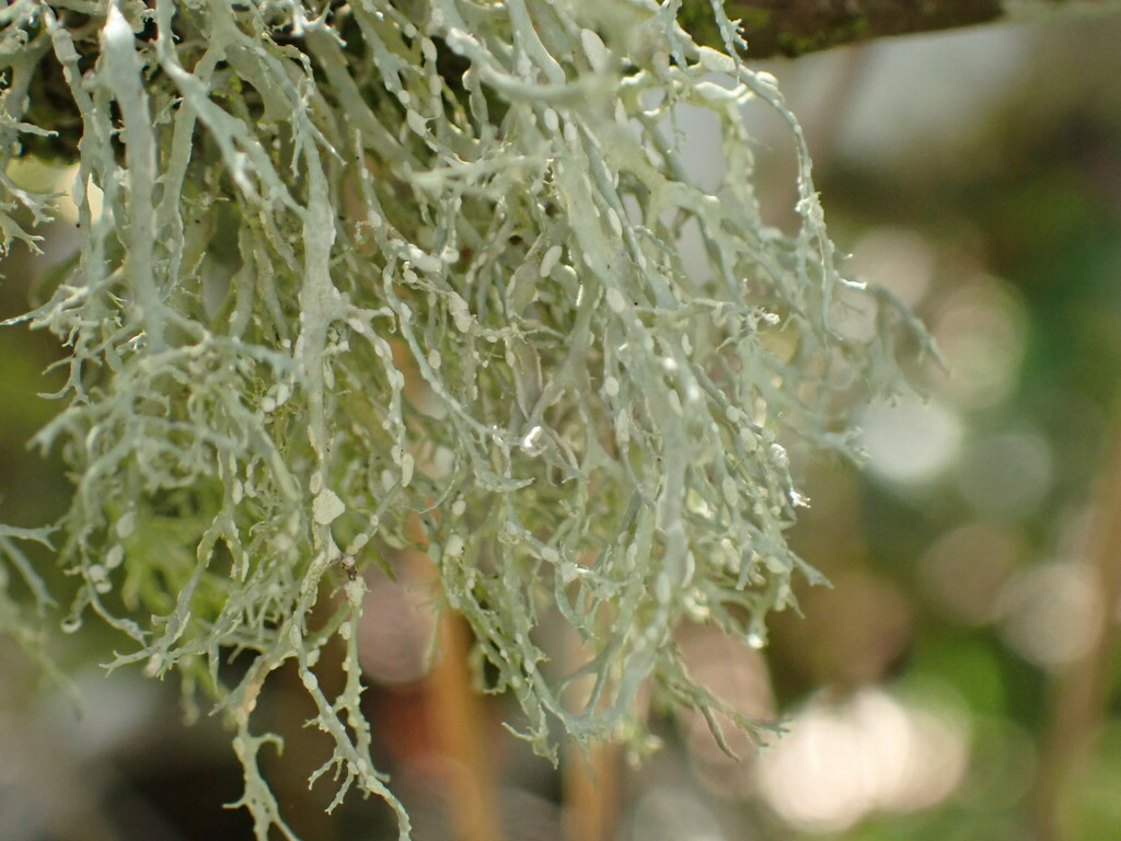 Ramalina erumpens