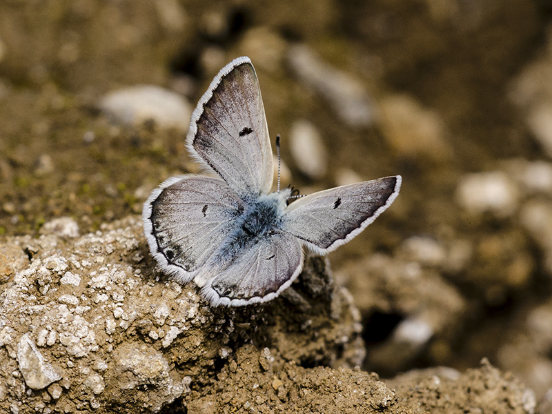 Gavarnie Blue