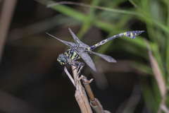 Ictinogomphus pertinax