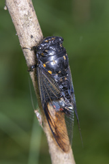Cryptotympana aquila