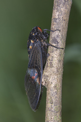 Cryptotympana aquila