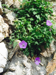 Campanula carpatica