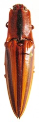Semiotus serraticornis