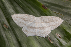 Acropteris ciniferaria