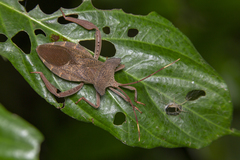 Prionolomia gigas