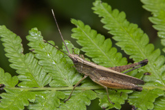 Phlaeoba antennata