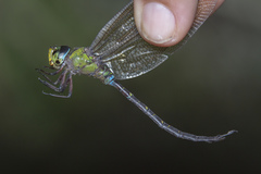 Heliaeschna uninervulata