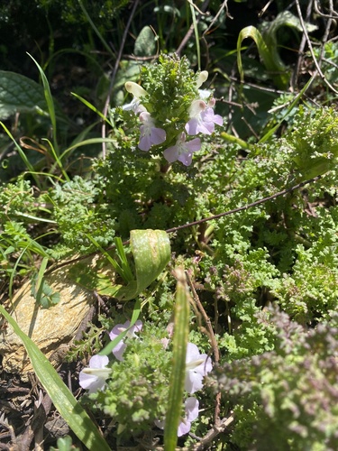Pedicularis sylvatica image