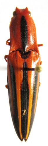 Semiotus furcatus