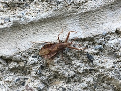 Acholla multispinosa