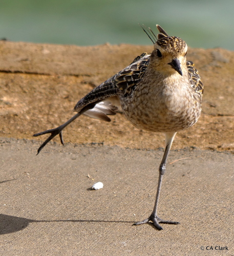 Pacific Golden-Plover