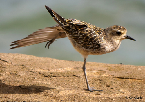 Representative image of Pluvialis fulva