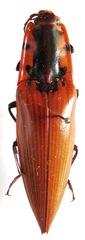 Semiotus imperialis