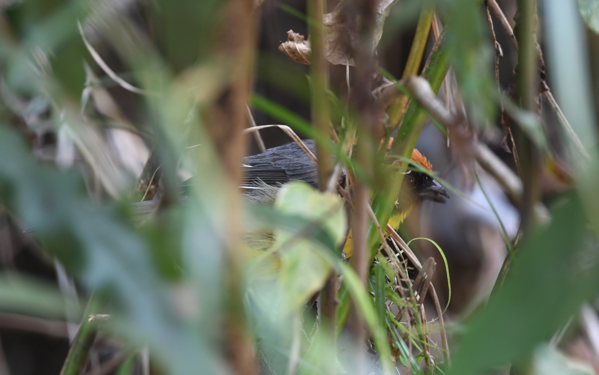 Black-fronted Brushfinch (Atlapetes nigrifrons), photo 5