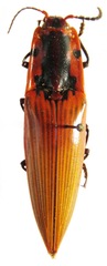 Semiotus imperialis