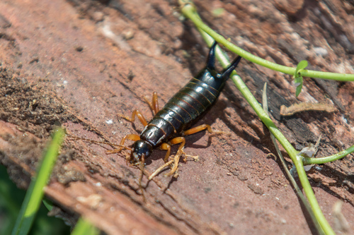 Photo of Mata (Anisolabis littorea)