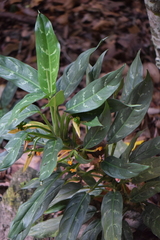 Aglaonema commutatum