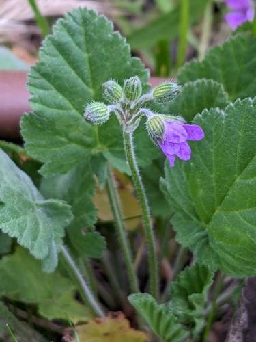 Mediterranean stork's bill (Erodium malacoides)