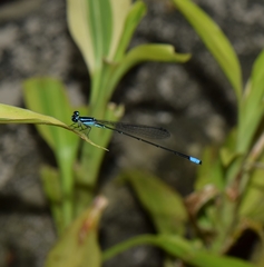 Acanthagrion